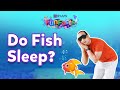 Do Fish Sleep? | BYJU'S Fun Facts