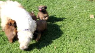 Soft Coated Wheaten Terrier Puppies - www.greenfieldpuppies.com screenshot 4