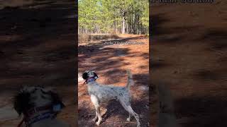 Derby Dog! #englishsetter #huntingdog #dogcoach #dogs