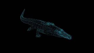 wire frame animation of crocodile attack on black background | premium Videos Free