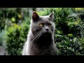canon eos 17-85 USM IS test Cats
