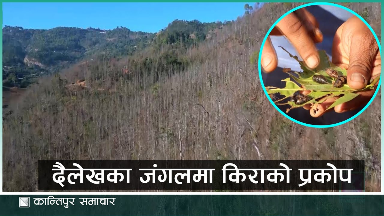 दैलेखका सामुदायिक वनमा किराको प्रकोप बढ्दा जंगल पुरै नाङ्गो | Kantipur Samachar