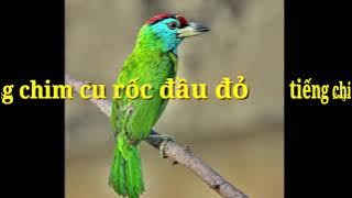 Tiếng chim cu rốc đầu đỏ -Blue-throated_Barbet -hoàng kiên vlog
