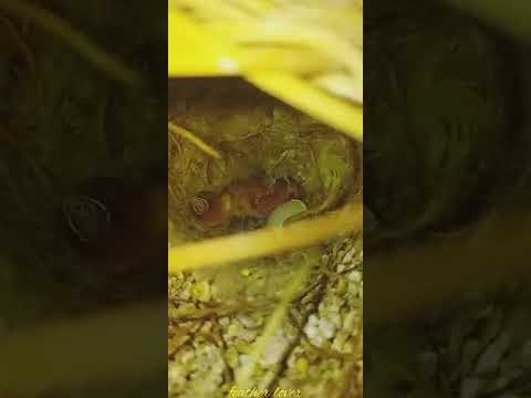 إنتاج زيبرا جديد نهاية الموسم