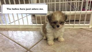 Bouncer the Malshipoo