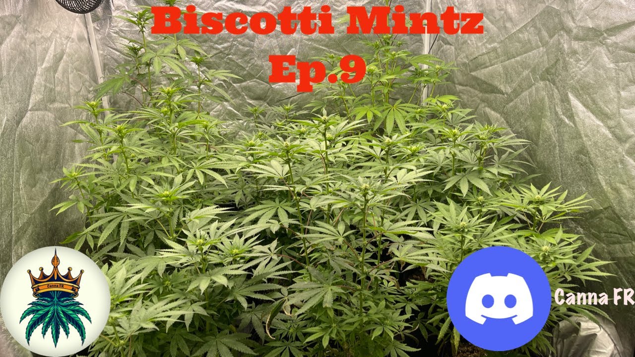 Biscotti Mintz Ep.9/13