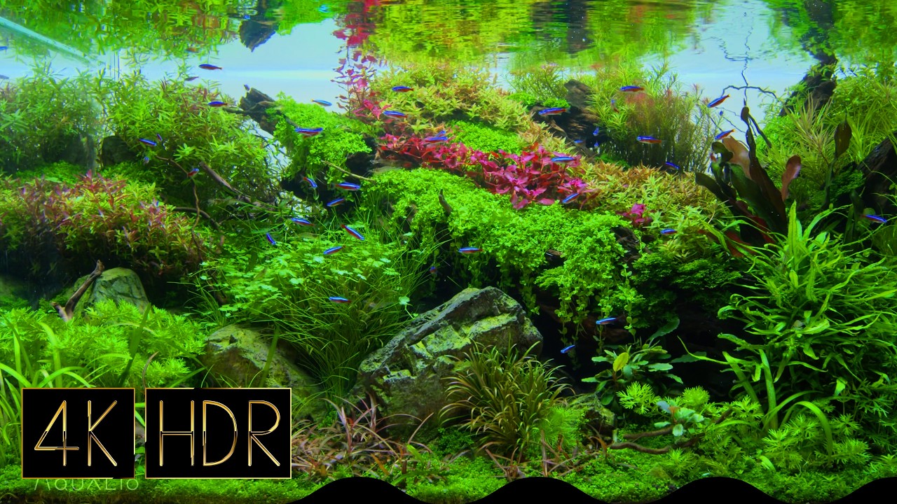 The beginning of the forest, the end of the grassland｜Fixed 3hours 4K HDR 60fps｜Real Aquarium