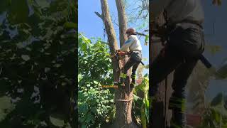 mahogany tree cutters #cuttingskills #reel #chainsaw #tukangtebang