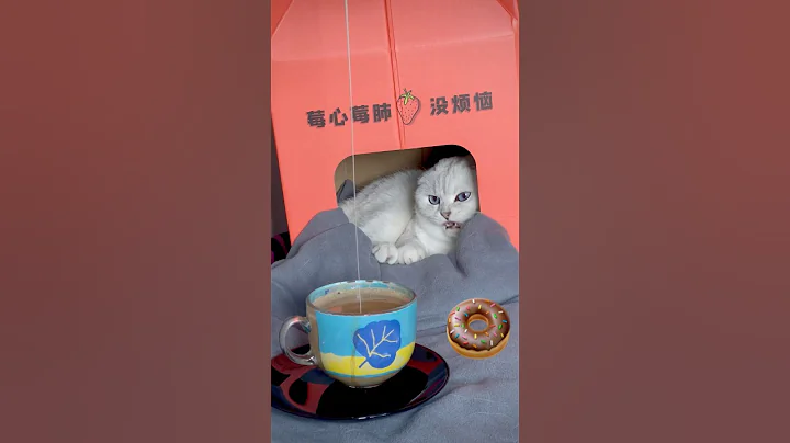 Video 10938291: cat kitten cutecat pets, kitten pets funny cutecat, cat kitten cutecat love, cat kitten cute pets, cute beautiful cats pets, cutecat kitten family