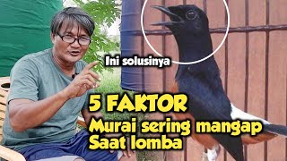 TIPS MENGATASI MURAI BATU YANG SERING MANGAP SAAT DI GANTANGAN ‼️