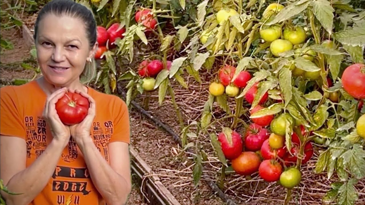 Ep3. Rosii coapte la 30 iunie 2024. Probleme si solutii in solar si afara