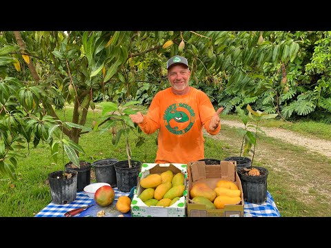 How Many Mangos Does a Mango Tree Produce?