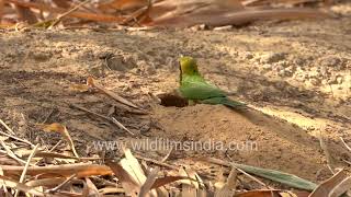 Asian Green Bee-Eater At Work Nesting Behavior And Tree Perch