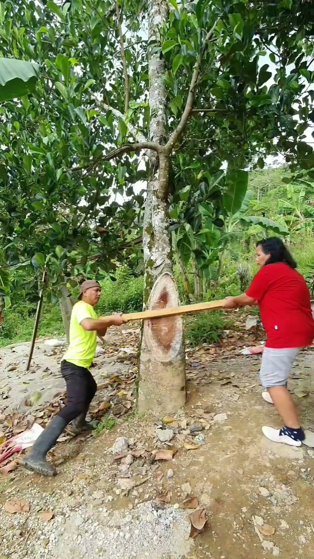 We Can't Cut This Tree #entertainment #magic
