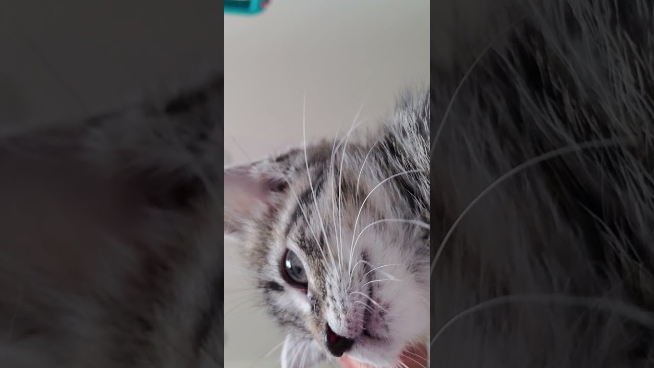 cute kitten investigates phone