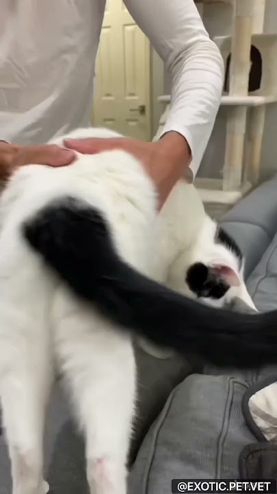 When a veterinarian takes a cat’s temperature