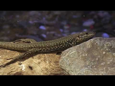 European Wall lizard