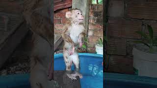 Animals so fresh & happy 😁😊#dog  #cat #monkey #shorts #animal #animals #babyanimals