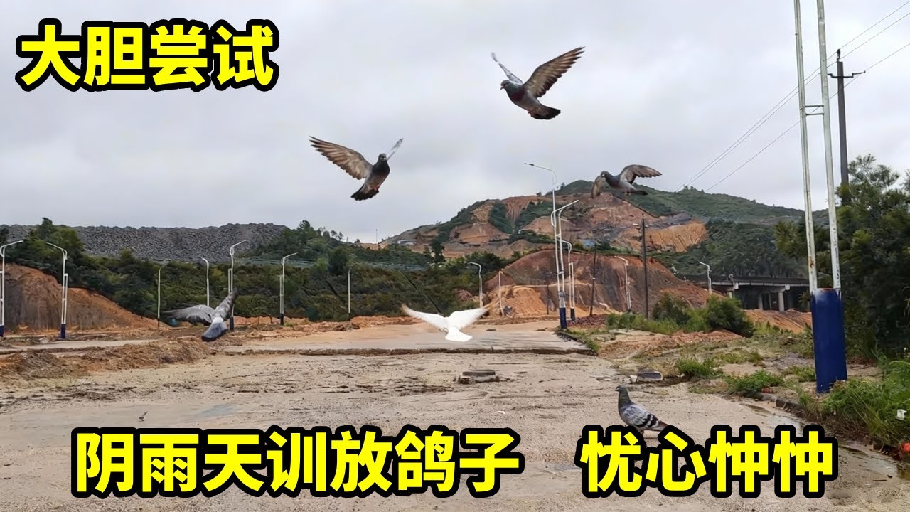 忧心忡忡！第一次阴雨天气训放鸽子，希望可以平安归来#鴿子 #信鸽赛鸽 #小動物 #鴿舍