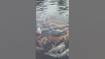 Thumbnail of Umbul Ponggok Klaten, Sabtu, 12 Juli 2025 #shortvideo #subscribe #shorts #short #song #ytshorts