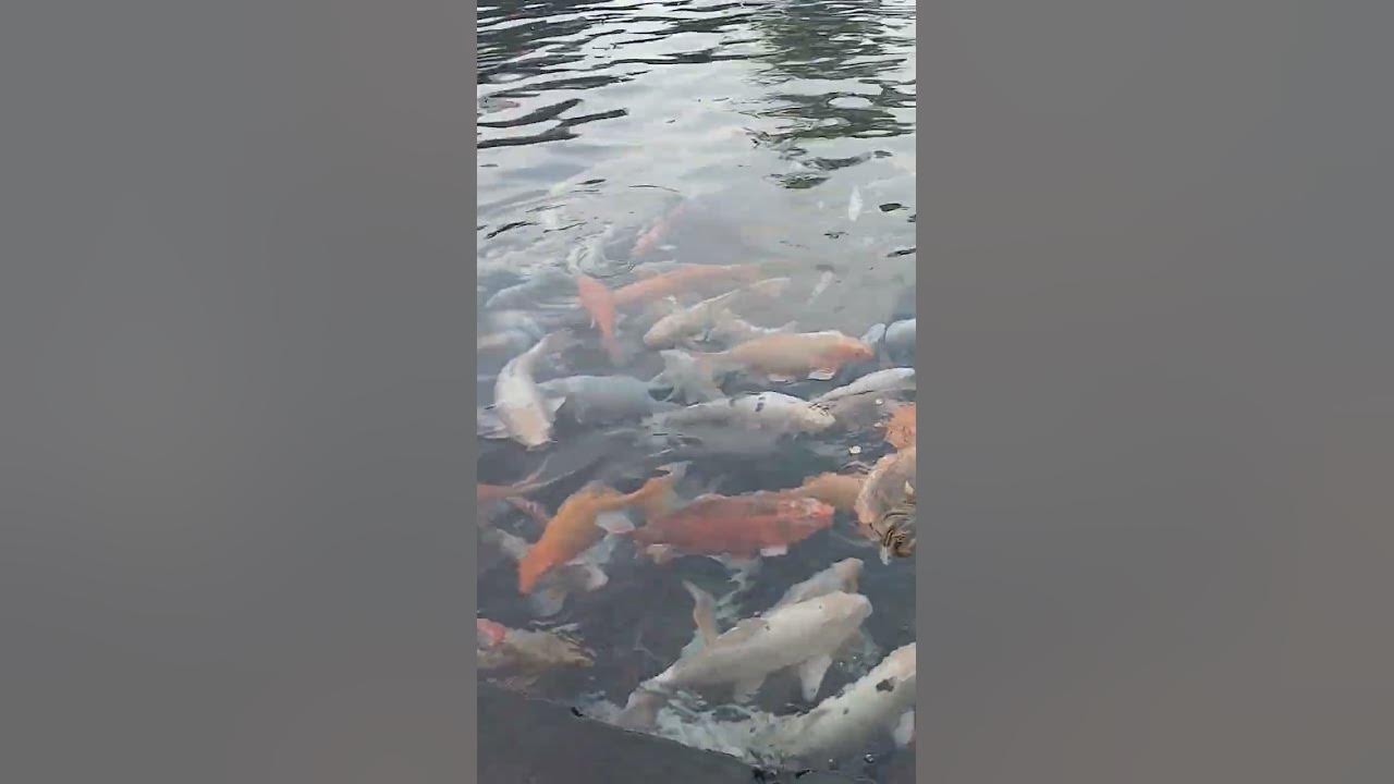 Umbul Ponggok Klaten, Sabtu, 12 Juli 2025 #shortvideo #subscribe #shorts #short #song #ytshorts