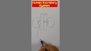 how to draw Human excretory system diagram easy #shorts #sciencediagram