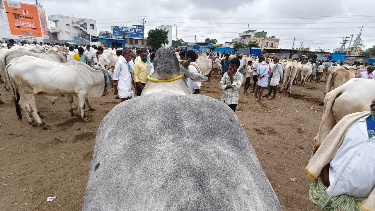 ఏమ్మిగనూరు సంతలో దిట్టంగా ఉన్న కోడె రేటెంతో చూద్దాం//Yemmiganur Market Ongole Cart price..