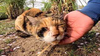 喉を撫でられるのが好きな三毛猫