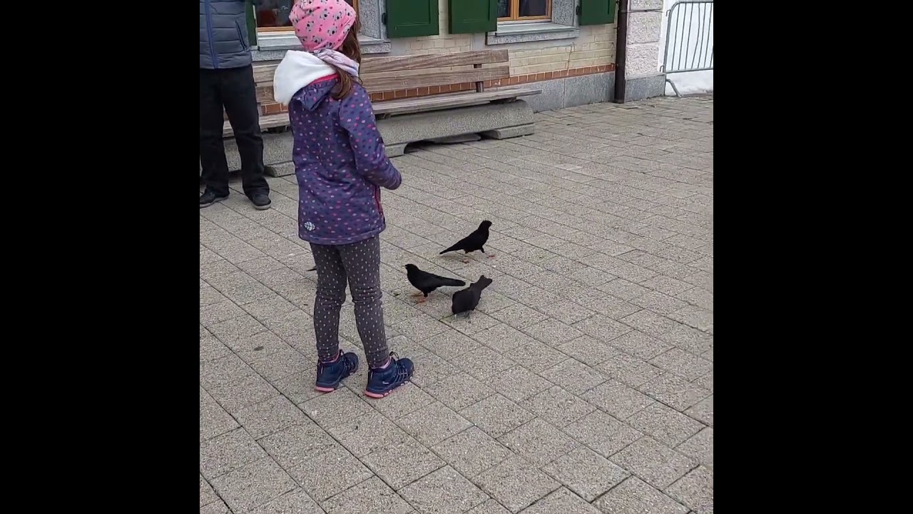 Cute Litte Girl feeding Hungry Blackbirds!😍 Mount Pilatus, Switzerland 