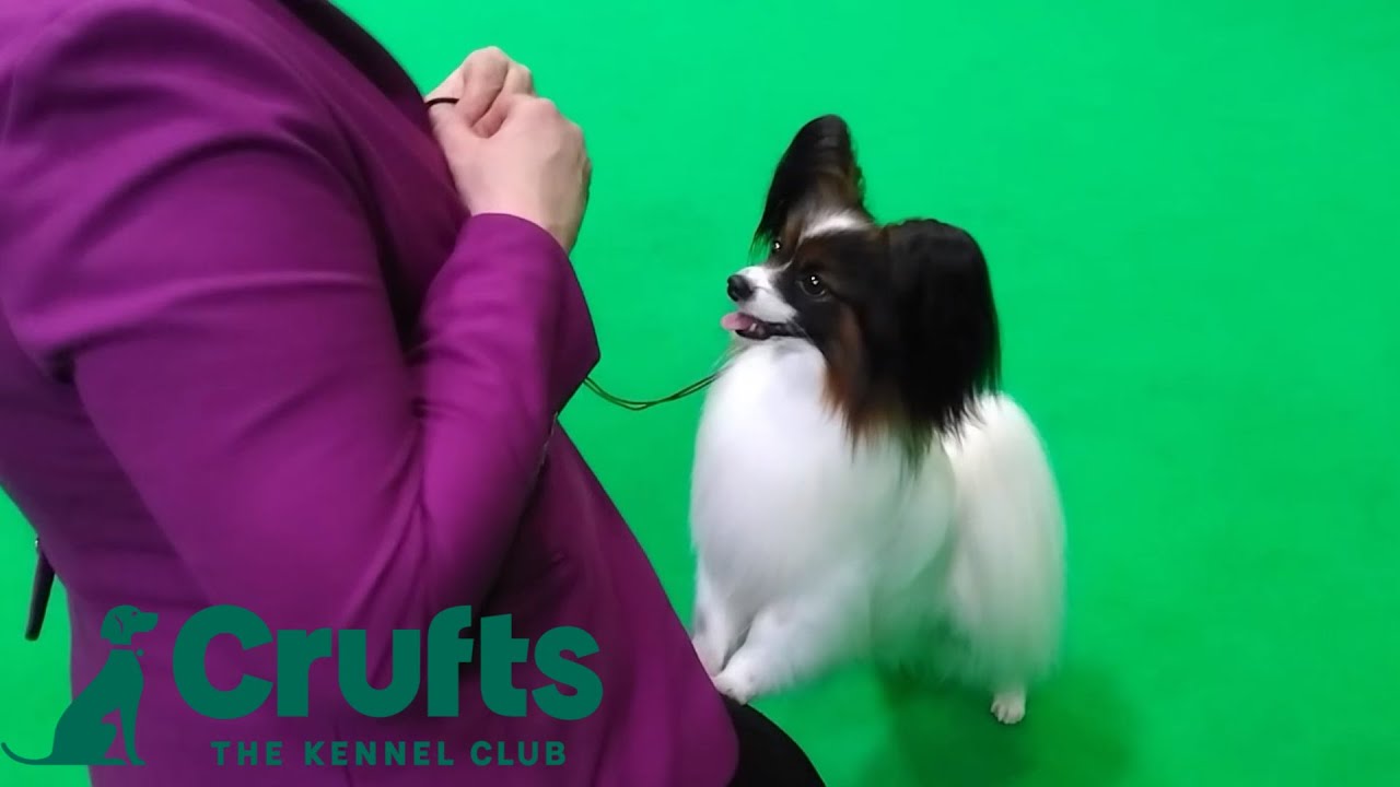 Papillon Crufts Winner Gabby The Papillon Wins The 8
