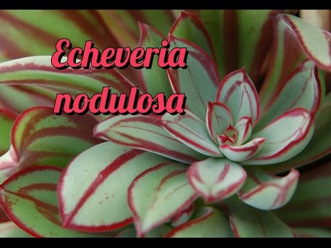 Video: Echeveria. Hvordan Vokse Denne Steinrosen