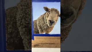 Sheep! #art #patreon #softpastel #animals #sheep Sheep! #art #patreon #softpastel #animals #sheep