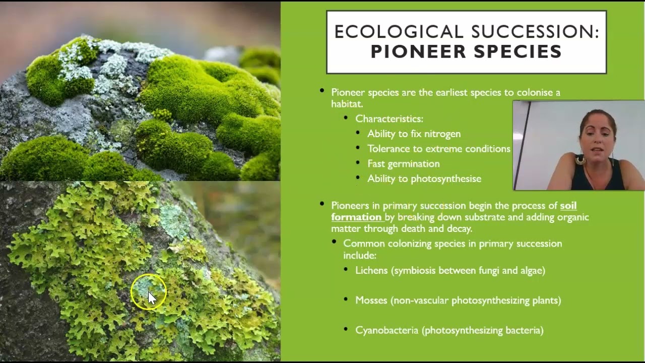 QCE Biology Unit 3 Topic 2 Succession YouTube