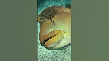 NAPOLEON WRASSE : THE CORAL REEF