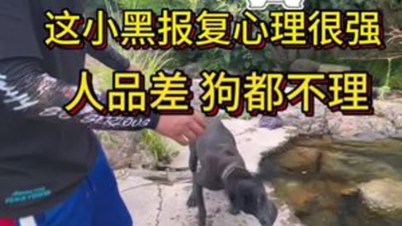 溪流钓跟馋嘴狗子争地盘#溪流钓 #溪石斑 #溪流钓颗粒 #红虫颗粒 @一碗鱼户外 #原来钓鱼才是抖音运动顶流