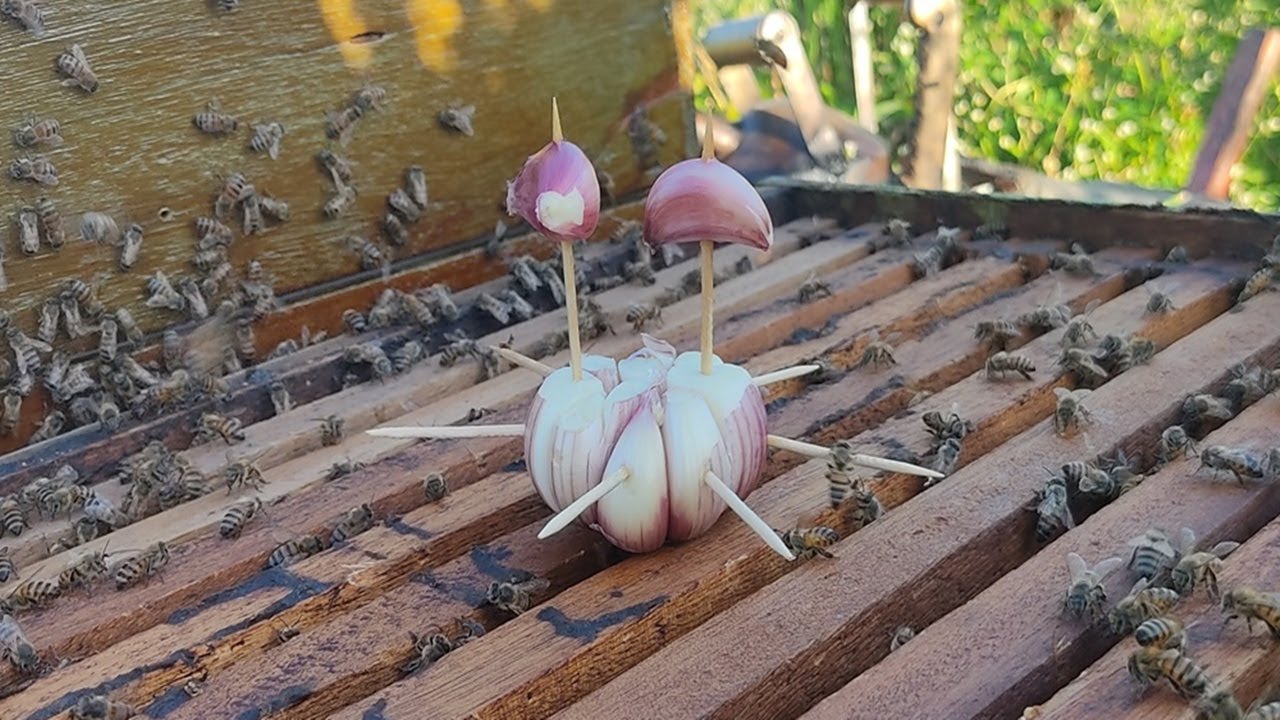 1 CABEÇA DE ALHO, 2 FORLHAS DE PAPEL E XAROPE PARA UNIR 2 ENXAMES SEM BRIGA DAS ABELHAS (PARTE 01)