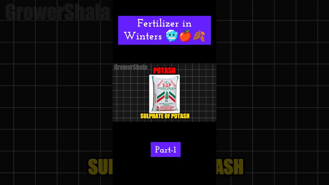Potash Fertilizer Dose and Time🍎