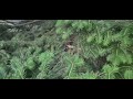 Rabbit getting scared and running away
