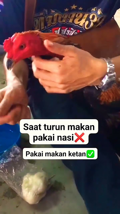 Begitu mantap 🤭 #shorts #chicken #rooster #ayam #story #hewan #animals #petarung #fight #education