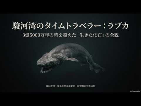 ラブカ】3億年前から姿を変えない古代ザメ！針のような300本の歯と奇妙