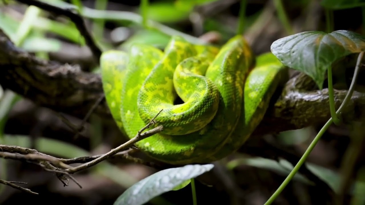 பாம்பு தீவு. | Snake Islande 