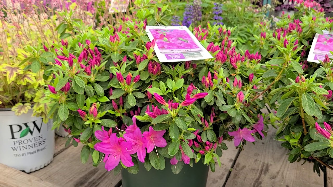 Azalea 'Sherwoodi' (Evergreen Azalea) // Bright, 🧡Spring Flowering evergreen azalea