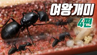 개미왕국 사육일기 4편  어떤먹이를 잘 먹을까?