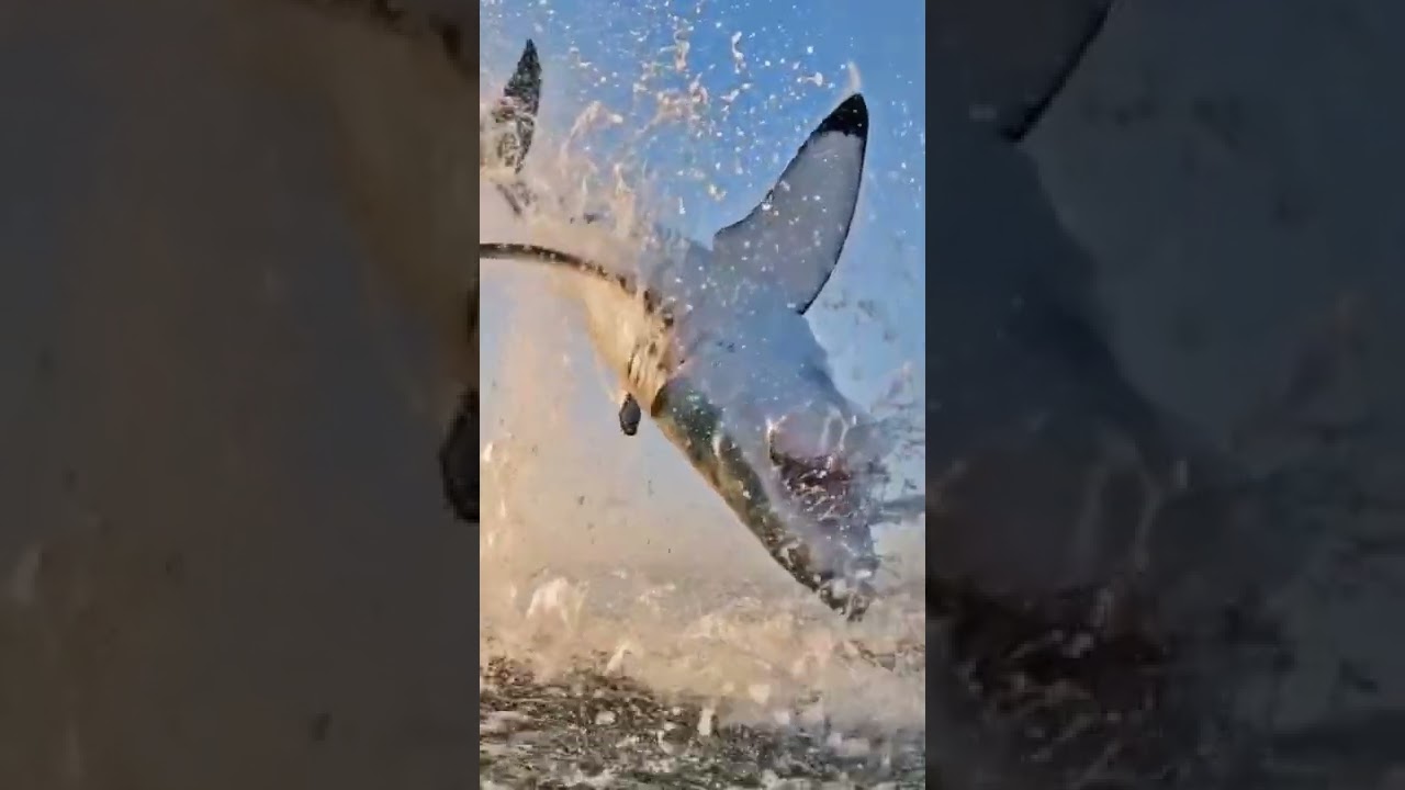 Shark jumping out of water