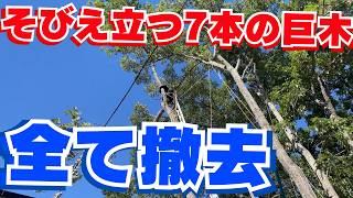 これは命がけ‼︎重機の入らない場所で巨大なクヌギを7本伐採‼︎真夏の激闘・完結編【足王神社／岡山】