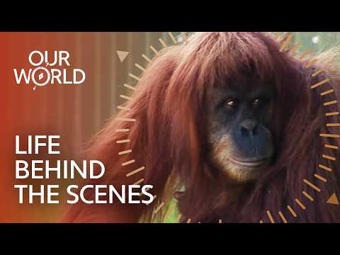 The Hidden Work That Keeps Zoo's Animals Healthy | Our World