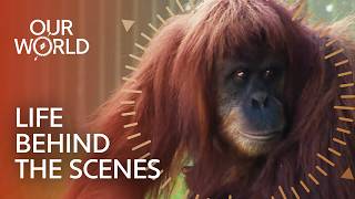 The Hidden Work That Keeps Zoo's Animals Healthy | Our World