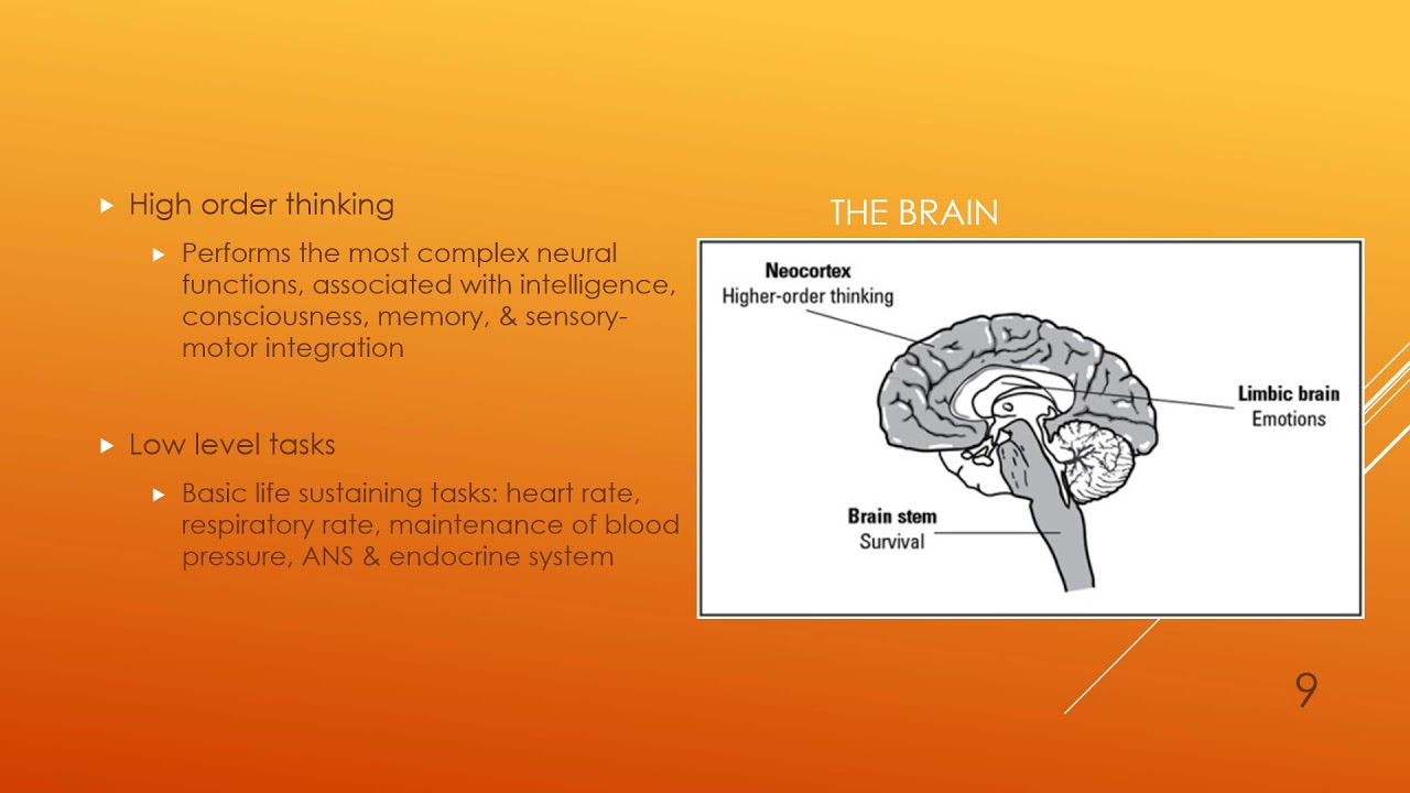 Lecture 8 The Central Nervous System audio video - YouTube