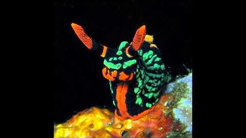 SCP-1867 - Reading (Dr Cool)