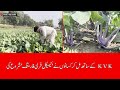 Farmers in Reasi Adopt 'Chemical-Free Farming' with KVK Support |